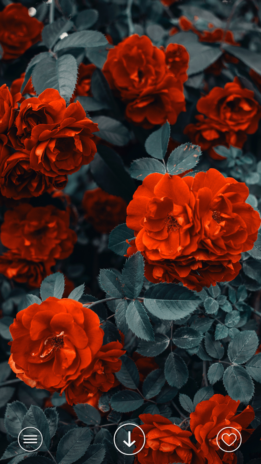 VIBE Aesthetic wallpaper 4K for iPhone - Download